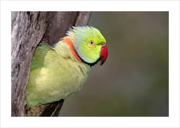 Rose-ringed  /  Ring-necked Parakeet - in tree