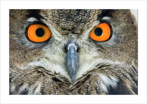 Eagle owl - Adult