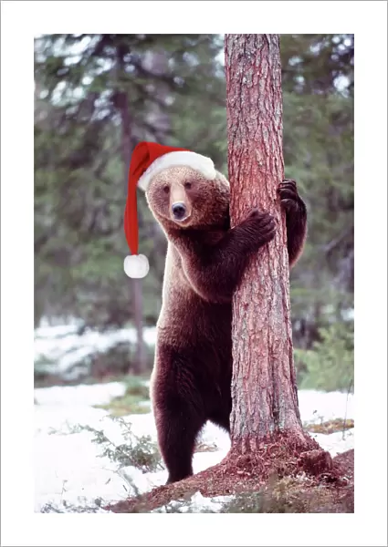 Brown Bear - hugging tree, wearing Christmas hat. Finland