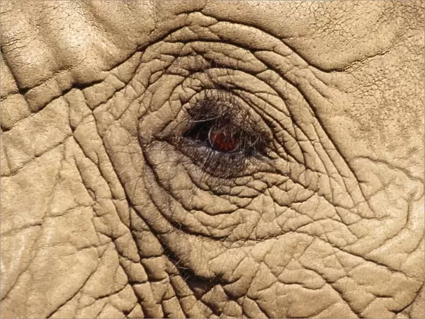 African Elephant - close-up of eye Botswana, Africa
