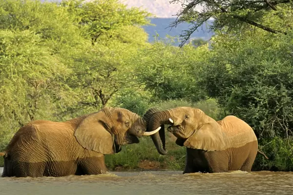 African Elephants playing two individuals fighting playfully in a river Namibia, Africa