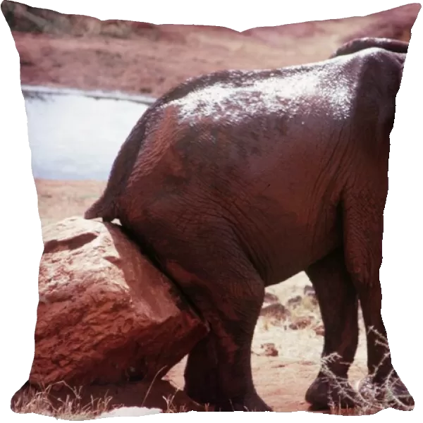 AFRICAN ELEPHANT - scratching bottom on rock