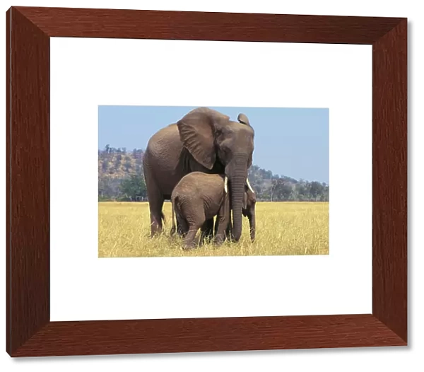 African ELEPHANT - female  /  cow with young calf