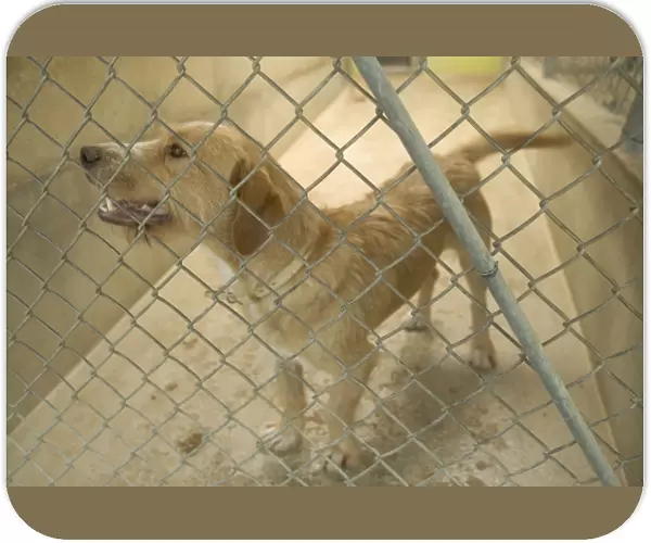 Dog - mongrel in cage at rescue centre