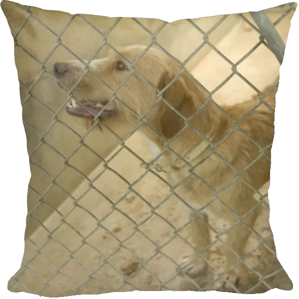 Dog - mongrel in cage at rescue centre