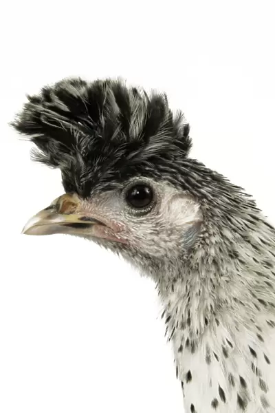 Domestic Chicken “Upper-crust Appelzeloise” breed