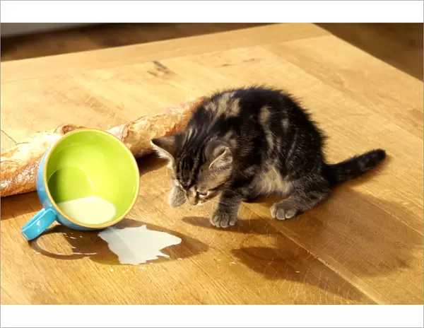 Cat Kitten with spilt milk