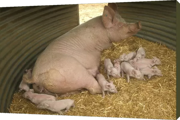 Pig Elevage 'Large white' Pig with piglets in sty Sarthe, France
