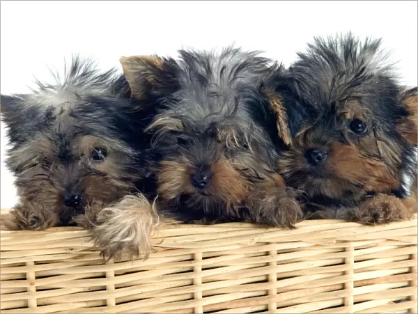 Yorkshire Terrier Dogs - three puppies in basket