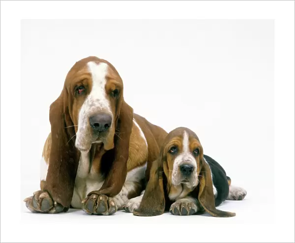Basset Hound Dogs - Two lying together