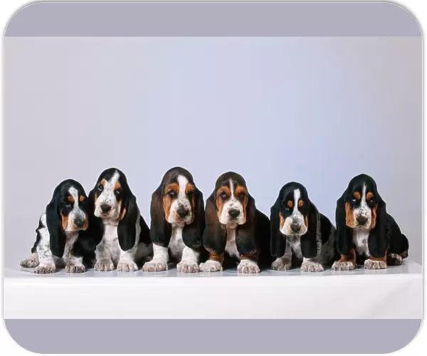 Basset Hound Dog Puppies x6