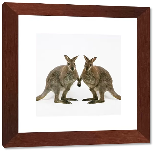 Wallaby - x2 holding hands