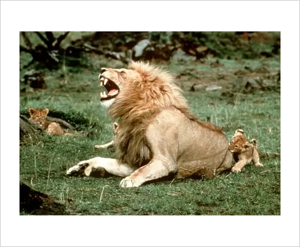 Lion - male roaring, with cub biting rump