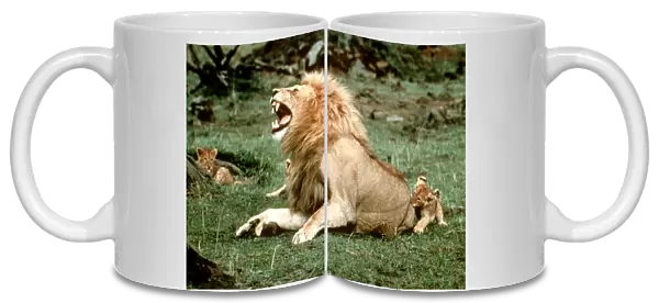 Lion - male roaring, with cub biting rump