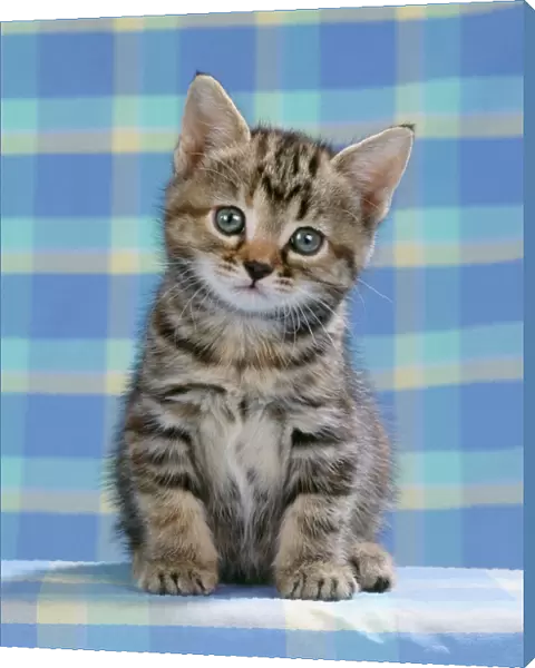 Tabby Cat - kitten on blue check material