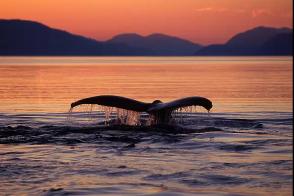 Humpback whale - at sunset Southeast Alaska