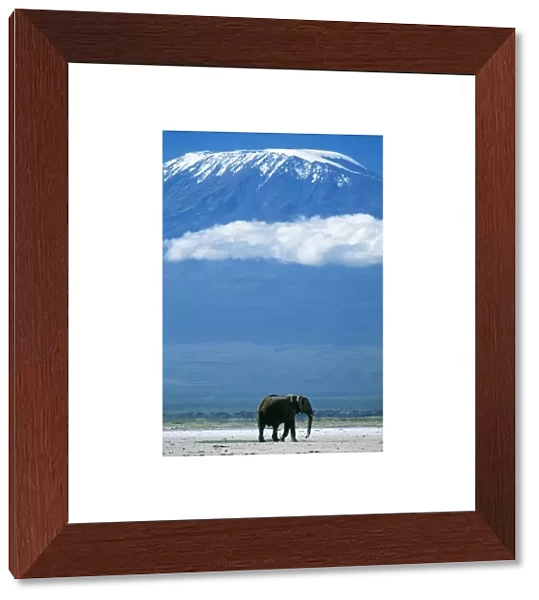 AFRICAN ELEPHANT - old bull, with Mt. Kilimanjaro in distance