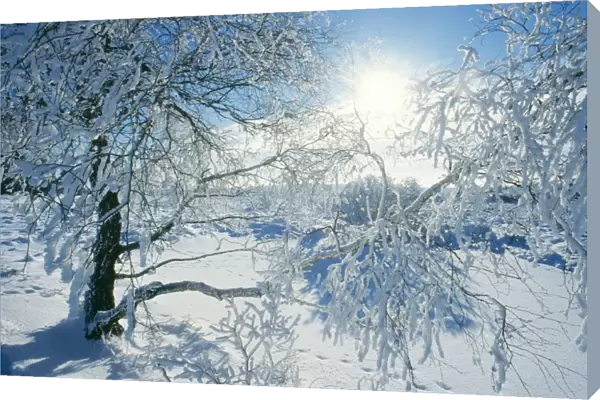 SNOW - on Tree