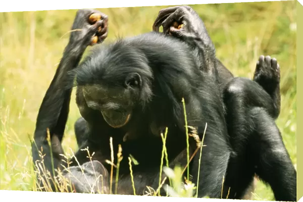 Pygmy  /  Bonobo CHIMPANZEE - mating