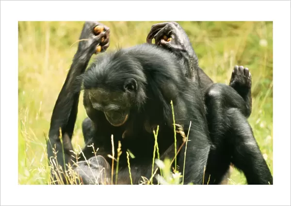 Pygmy  /  Bonobo CHIMPANZEE - mating