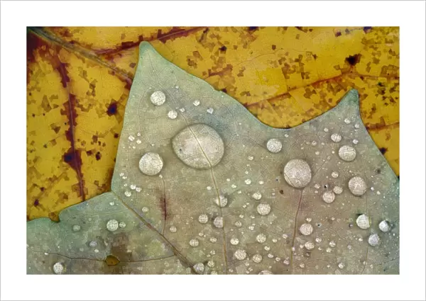 Autumn Leaves - with dewdrops Lower Saxony, Germany