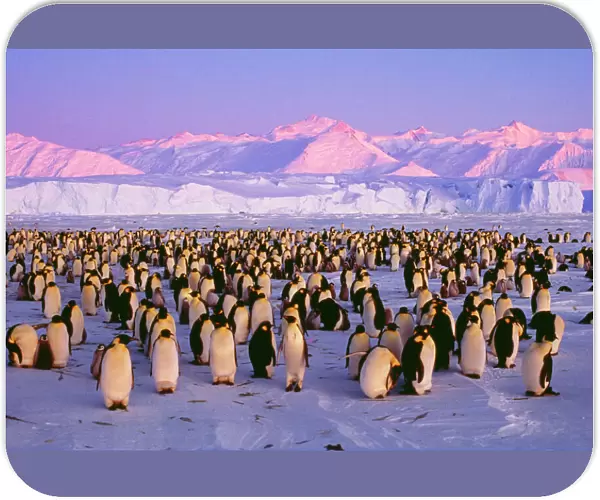 Emperor Penguins - colony on ice in twilight Antarctic