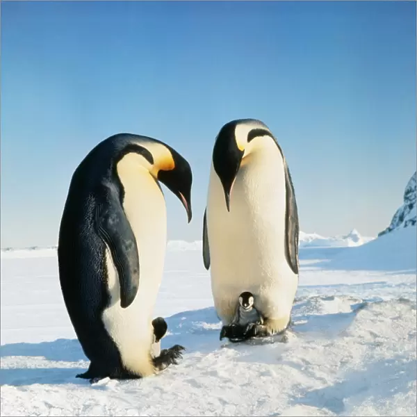 Emperor Penguin - Family in snow