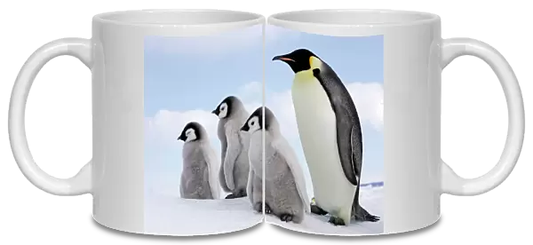 Emperor Penguin - Adult with 3 young. Snow hill island Antarctica Aptenodytes forsteri