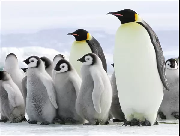 Emperor Penguin - adults with chicks. Snow hill island - Antarctica