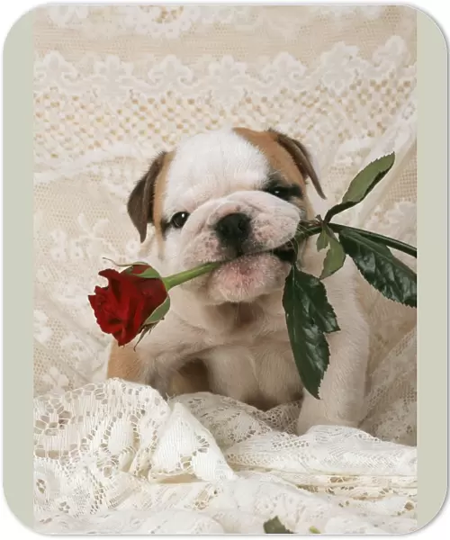 DOG - Bulldog puppy with rose in mouth