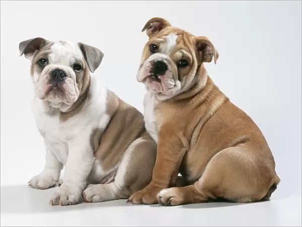 DOG - two Bulldog puppies, sitting, studio shot
