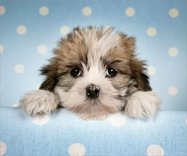 Dog - Cross breed Puppy peeking over cloth
