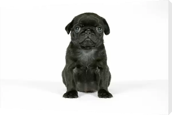 DOG. Black pug puppy (6 weeks old)