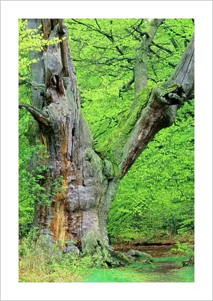 Ancient Oak Tree - four hundred years old Sababurg forest, Hessen, Germany