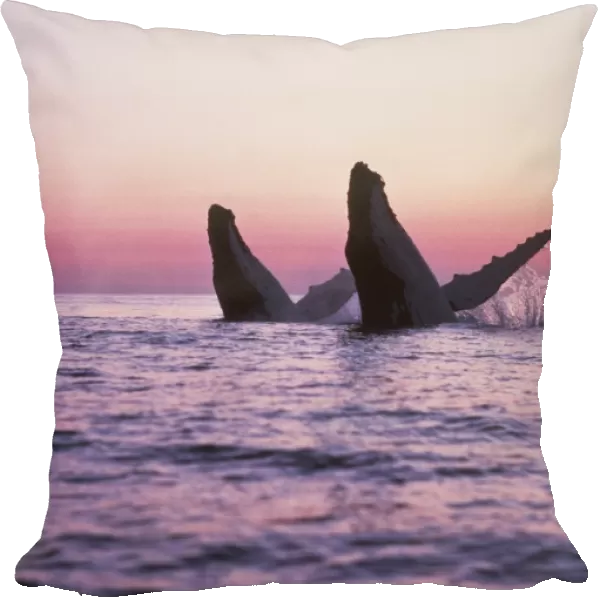 HUMPBACK WHALES - Breaching at sunset