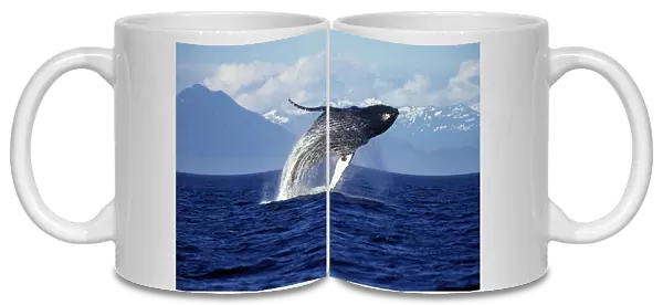 Humpback whale - Breaching. Inside Passage, Southeast Alaska