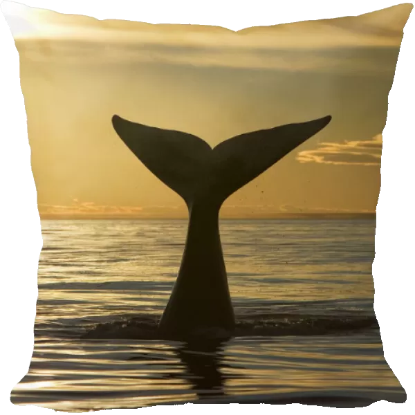 Southern Right Whale - tail, sunset. Off Puerto Piramide, Valdes Peninsula, Chubut Province, Patagonia, Argentina