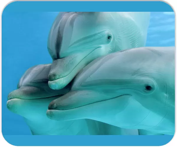 Bottlenose dolphins - three close-up of heads underwater