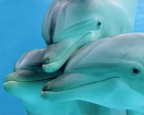 Bottlenose dolphins - three close-up of heads underwater