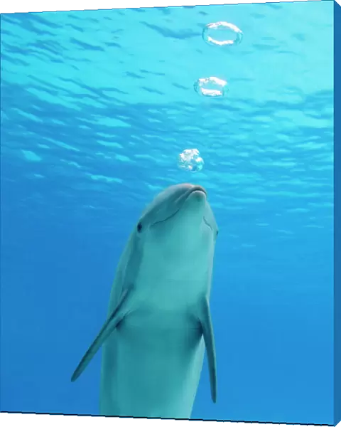 Bottlenose dolphin - blowing air rings underwater