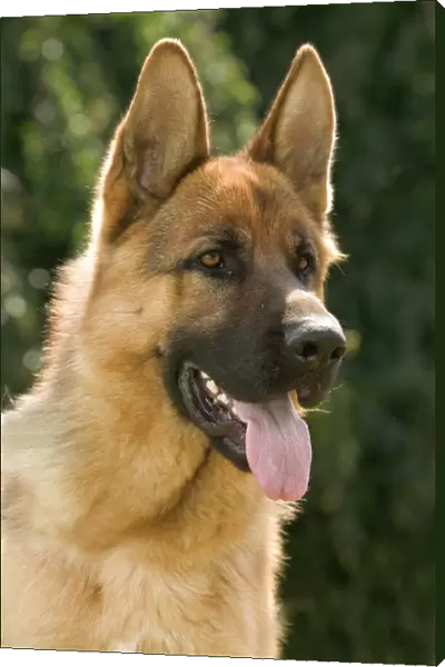 Dog - German Shepherd  /  Alsation
