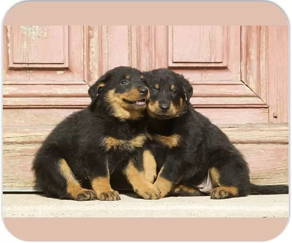 Dog - Beauceron  /  Bas Rouge  /  Berger de Beauce - two puppies. French Sheepdog