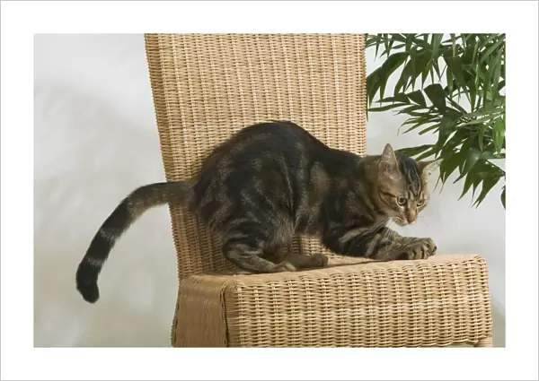 Tabby Cat - scratching chair
