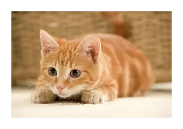 Ginger Cat