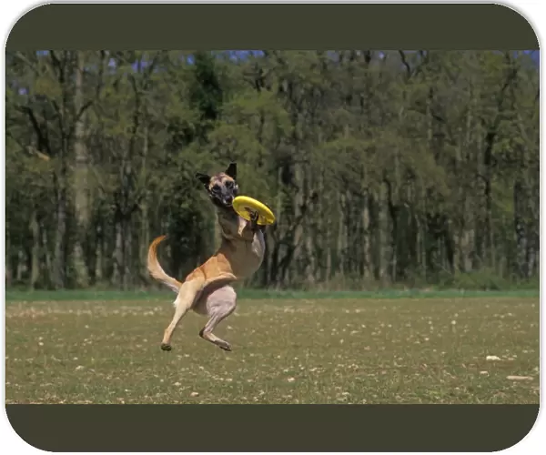 DOG - Malinois  /  Belgian Malinois  /  Chien de Berger Belge - catching frisbee