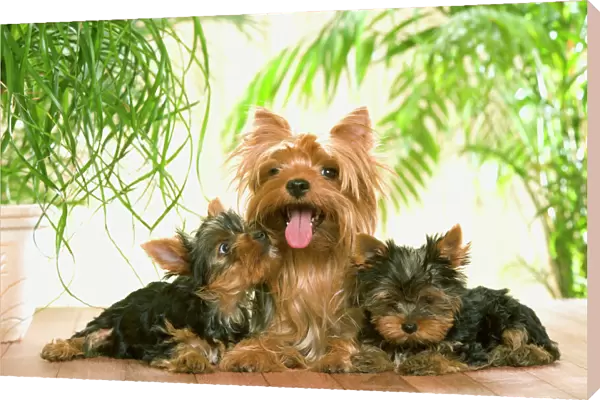 Yorkshire Terrier Dog - with puppies