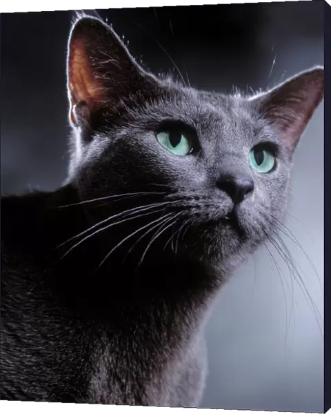 Cat - Russian Blue