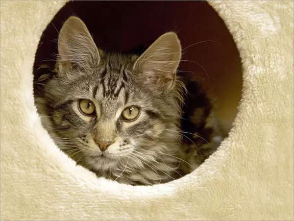 Cat - Main Coon looking out of cat house