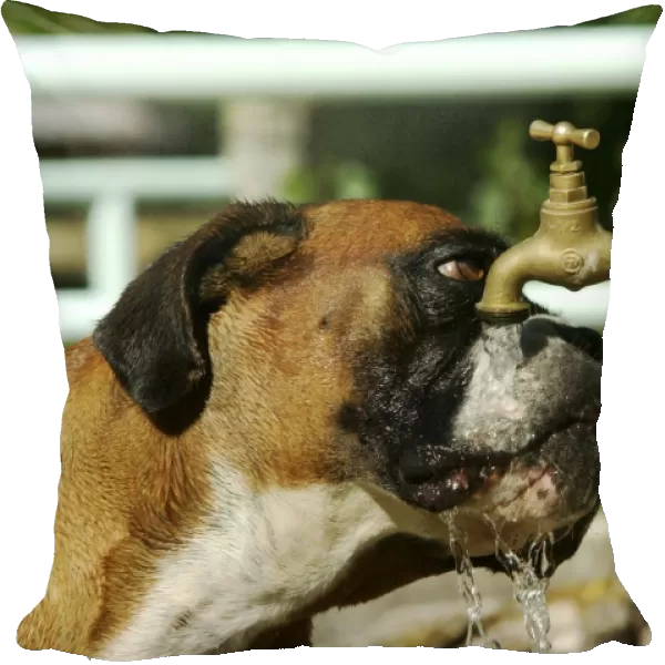 Dog - Boxer drinking from outside tap