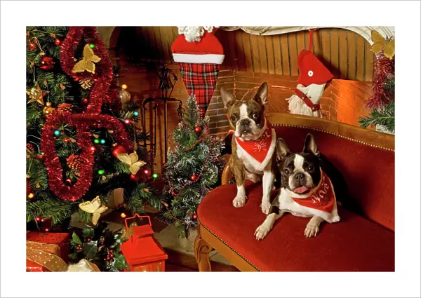 Dog - Boston Terrier with Christmas decorations